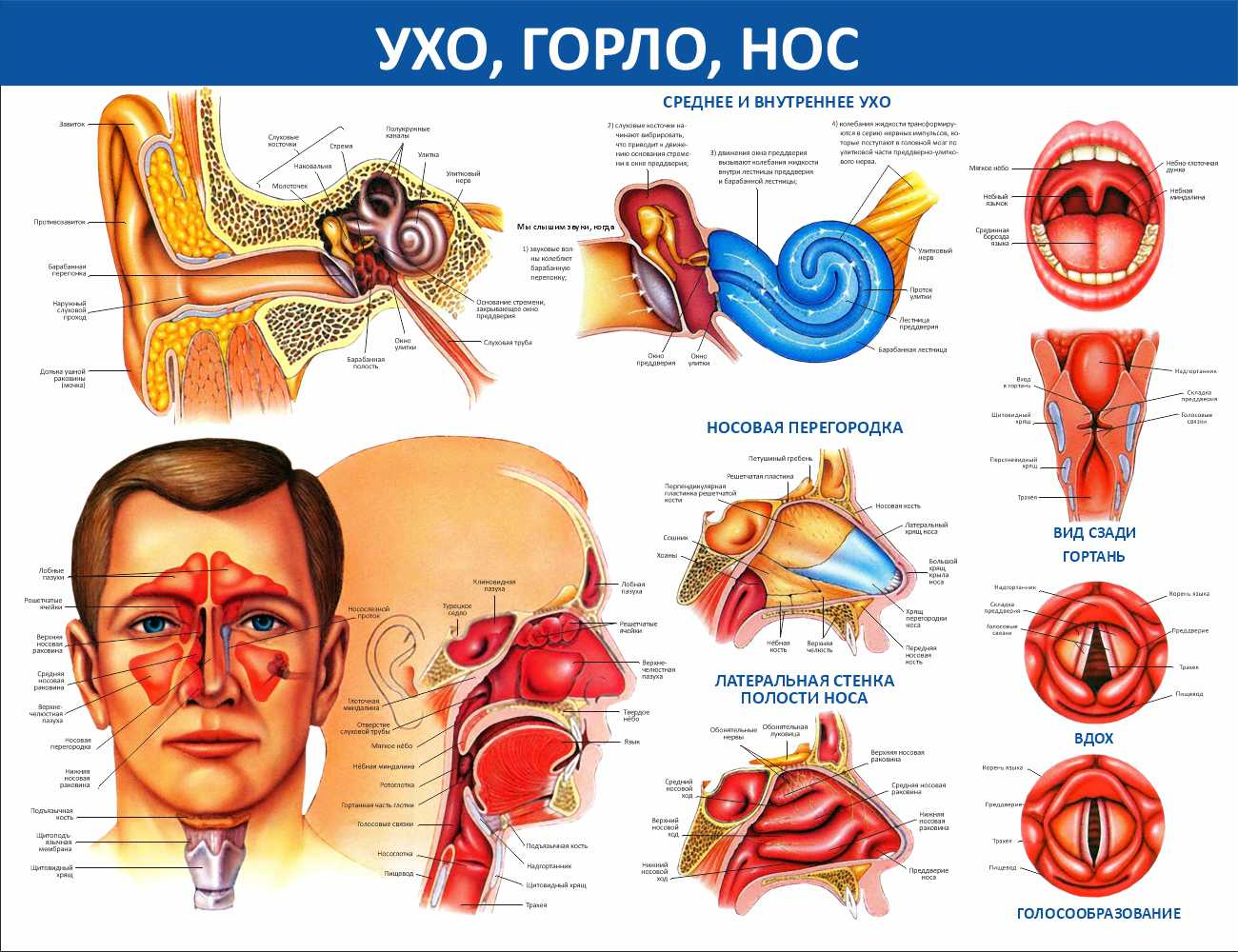 Уха горла носа и речи. Строение уха горла носа.